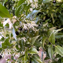Sarcococca Evergreen Sweet Box Has Highly Fragrant White Winter Flowers (January February).