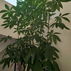 Pachira money tree 12 foot
