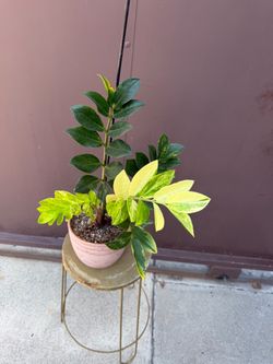 6” variegated zz plant