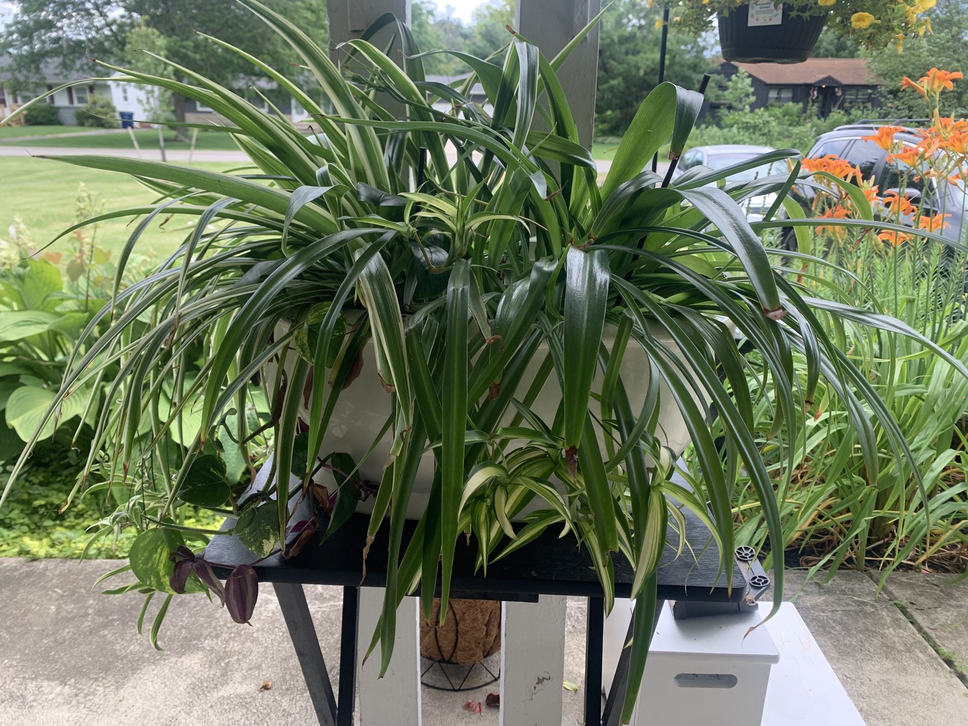 Spider Plant Potted