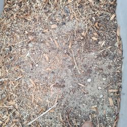 Fresh  Compost For Plants 