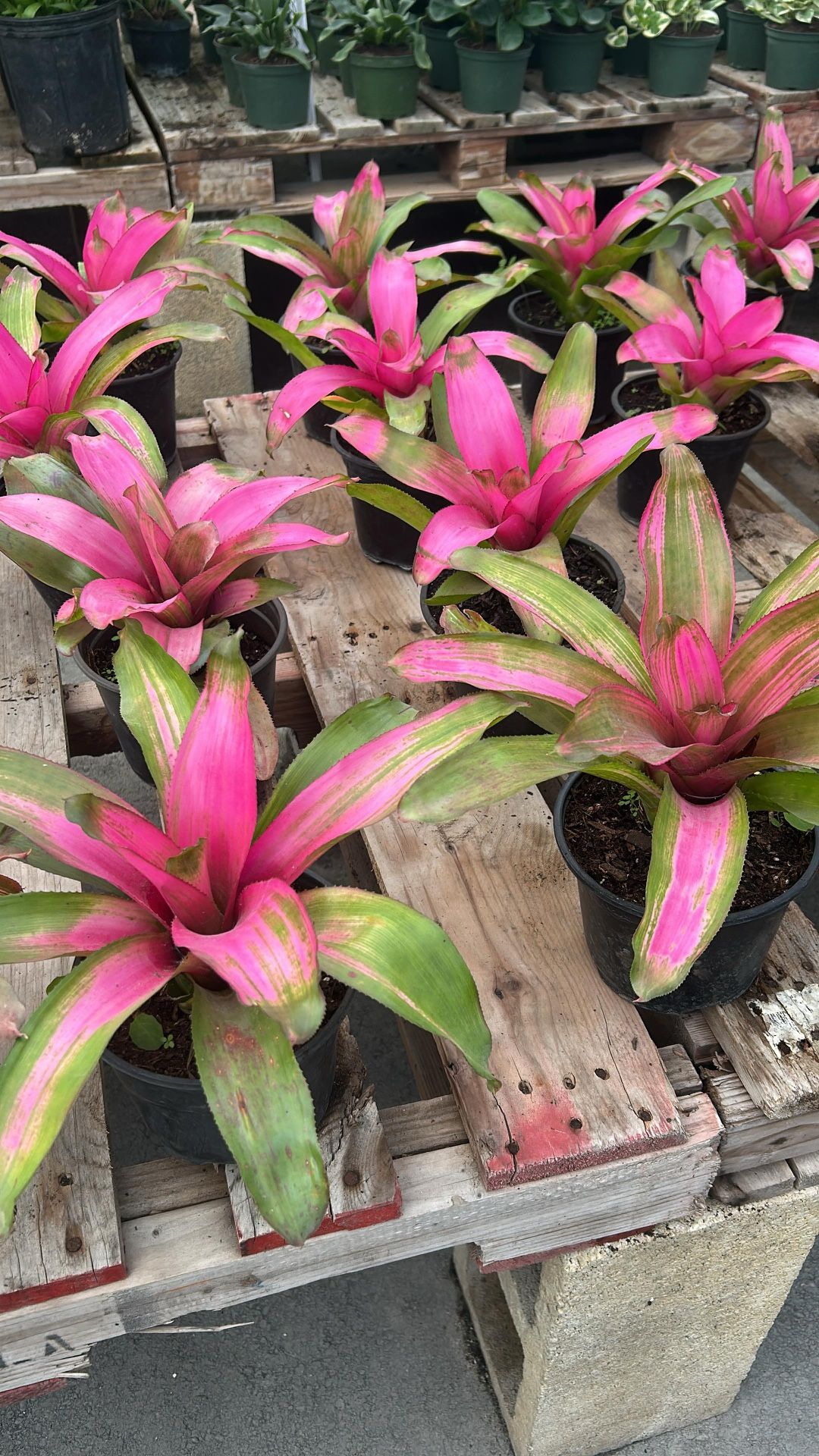 Bromeliads - 6โ