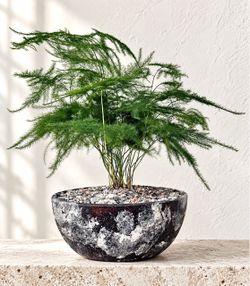 Asparagus Fern ( Planter Included) #CD9 ‘Local LA Seller’