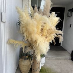 Pompas Grass