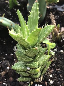 1 Live Tiger Tooth Aloe Succulent Plant native to Kenya