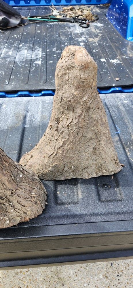 3 Cypress Knees for crafts or decorations