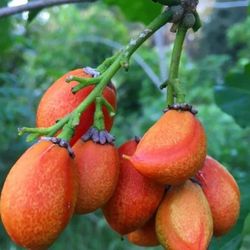 Peanut Butter Fruit Plant 🪴3gal 