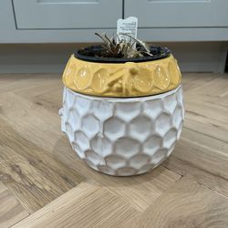 Self Watering Planter Bee Hive