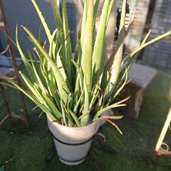 HUGE ( 4 Feet) Aloe Vera Plant With Metal Stand