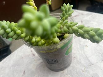 Burro's Tail Succulent in Nursery Pot