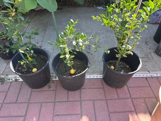 Mexican lemon trees