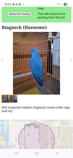 Bird Cage