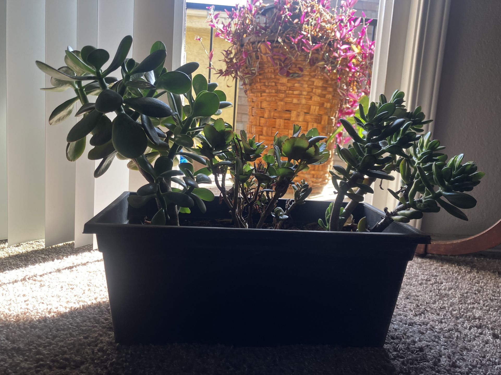 Succulent arrangement.