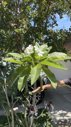 White Plumeria is planting in the ground