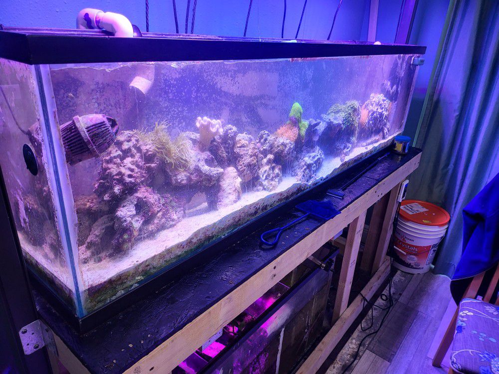 65 Gal Saltwater Tank - Great For Coral