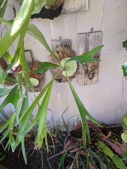 Staghorn Fern for $25