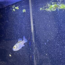Aquarium Fish Tank Supplies