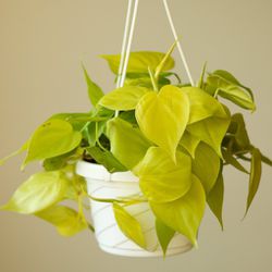Lush Trailing Philodendron Lemon Lime Plant/ Indoor Plant/ House Plant 