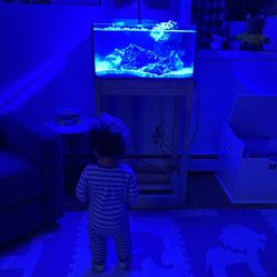 NUVO FUSION PRO LAGOON 25 & Kessil 360X