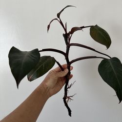 Pink Princess Philodendron Cuttings