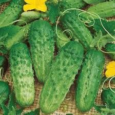 Seeds of bush cucumbers, 10pieces. free delivery to your home