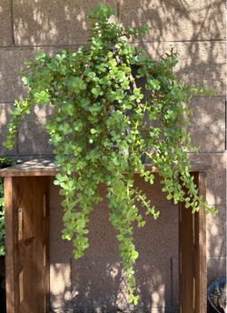 Elephant Bush Suculent