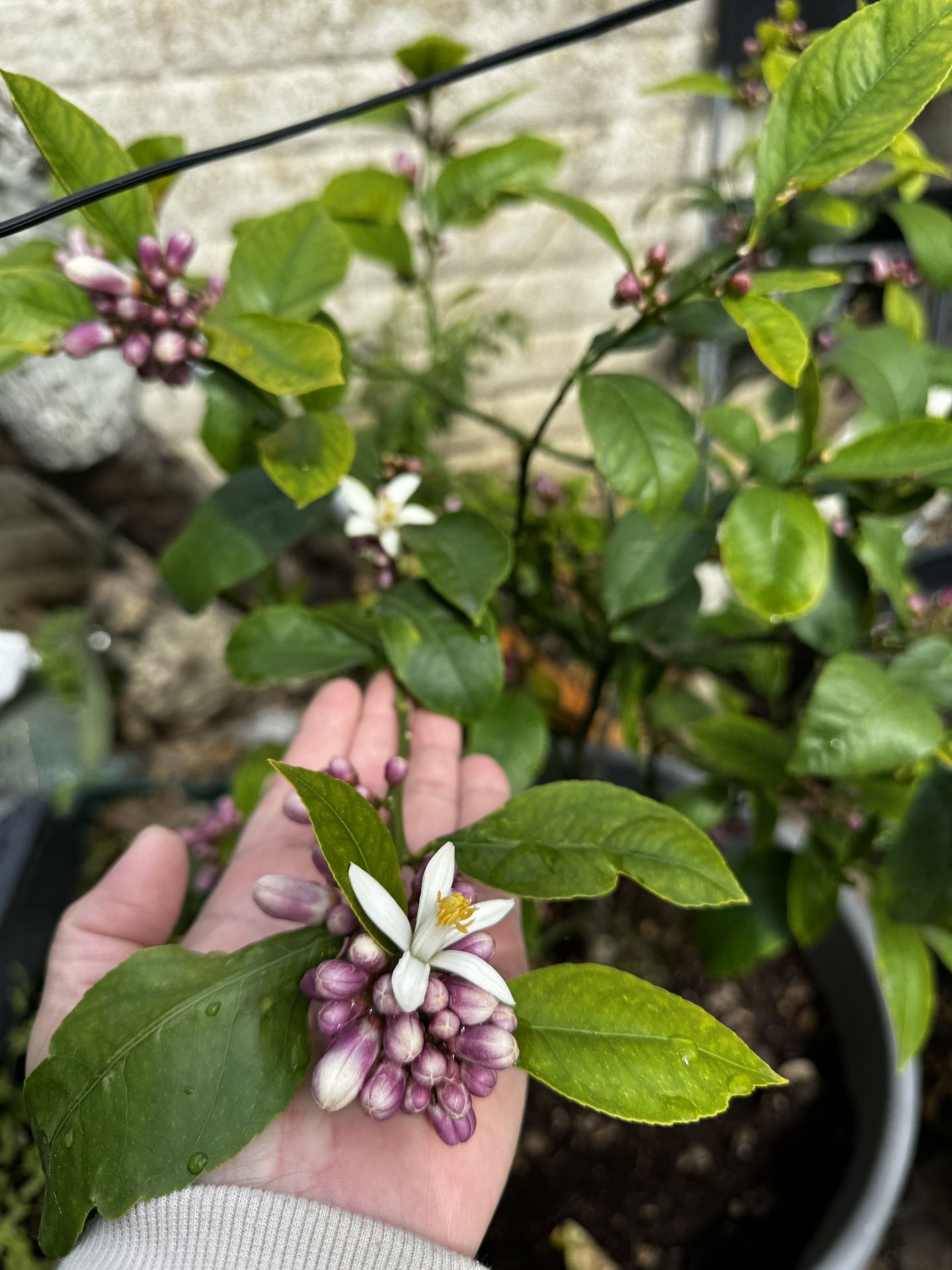 Improve Meyer Lemons Cheap