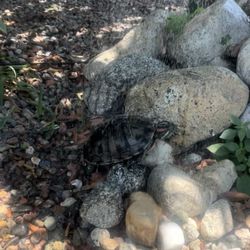 Free red-eared slider