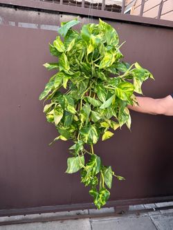 6” patricio pothos