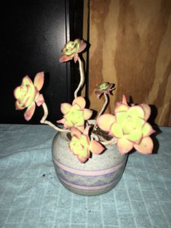 Succulents in cute ceramic pots. I do have a lot of other succulent arrangements listed! Makes great gifts