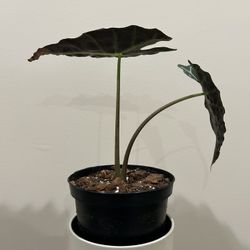alocasia plant