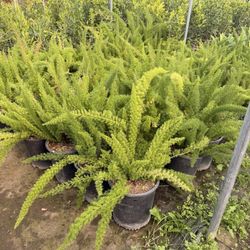 Asparagus 5 Gal Plants