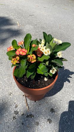 Crown of thorns