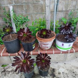 Black rose succulent plants