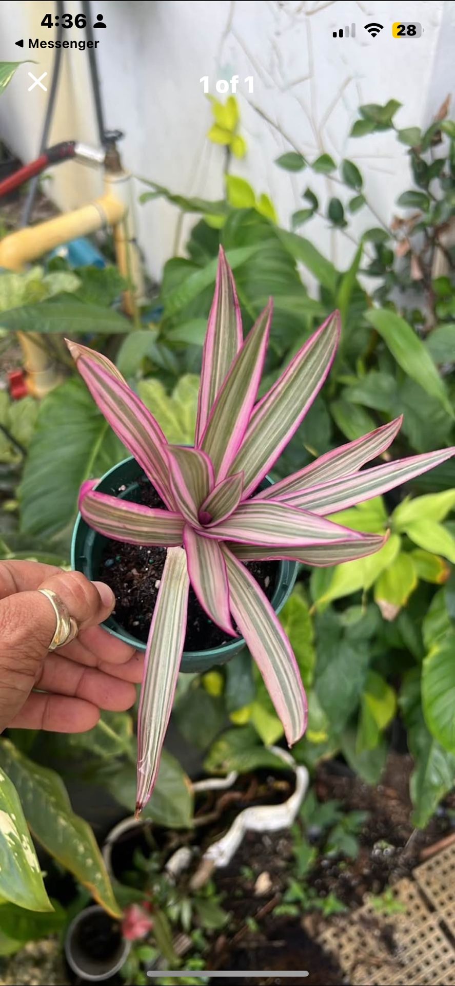 Beautiful House Plant Low Maintance 4”