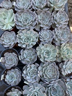 Drought tolerant plants