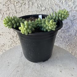 6 Inch Pot Succulent Plant - Sedum Morganianum - Burrito Donkey's-tail - Rooted & Established - Drought Resistant 🪴 