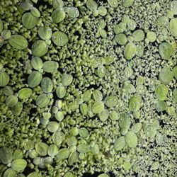 Fresh Water Aquarium Floating Plants Starter