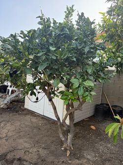 Vietnamese Pomelos  / Cây Bưởi Biên Hòa