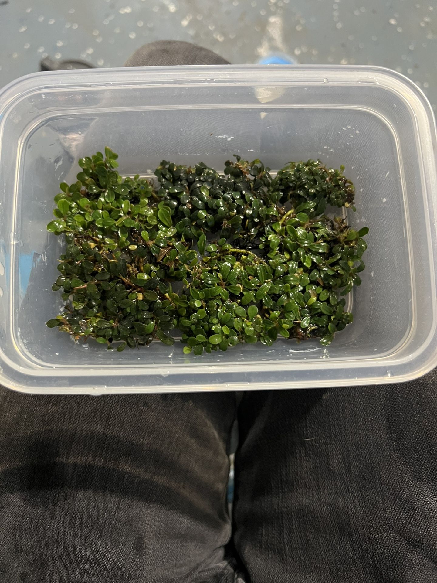 Bucephalandra SP Mini Coin