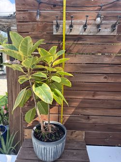 Ficus Altissima