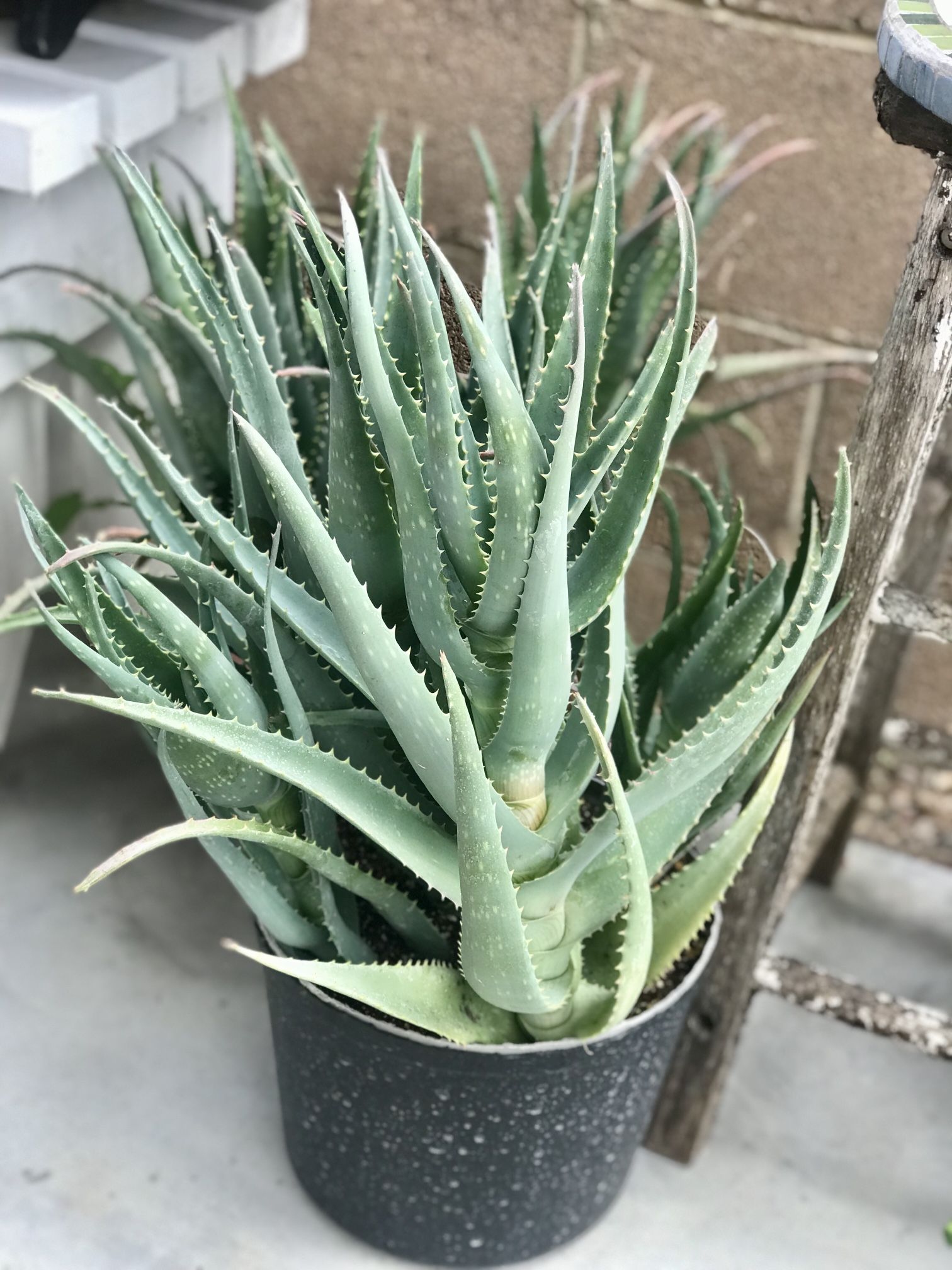 $7 Aloe Vera Plant