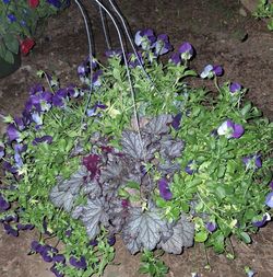 Tri color Viola hanging basket