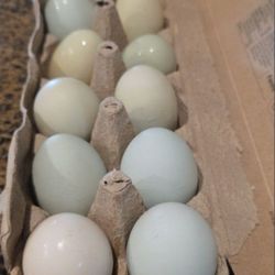 Organic Eggs