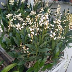 Orchids