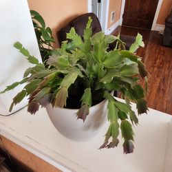 Thanksgiving cactus