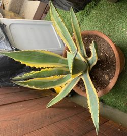 Agave Americana variegated