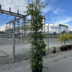 Ficus Nitida Indian Laurel Privacy Hedge 