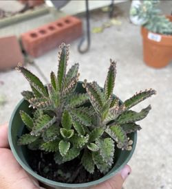 Mother of thousands