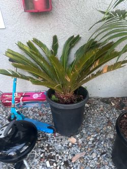 Plant